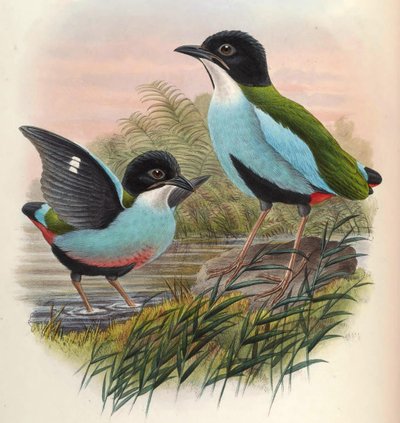 Pitta steerii af John Gould